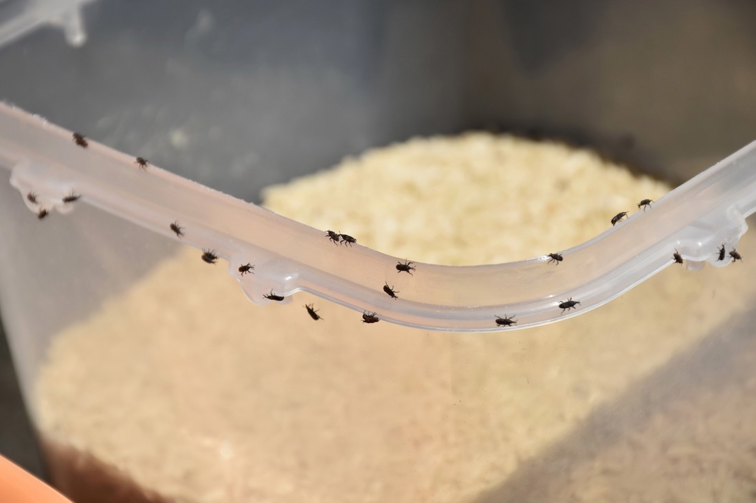 Otkrili ste crviće u riži ili brašnu? Znamo što trebate napraviti odmah