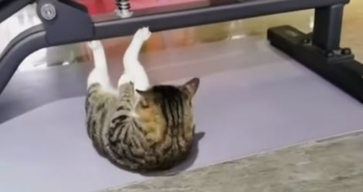VIDEO Mačka koja radi trbušnjake u teretani je najbolje što ćete vidjeti danas