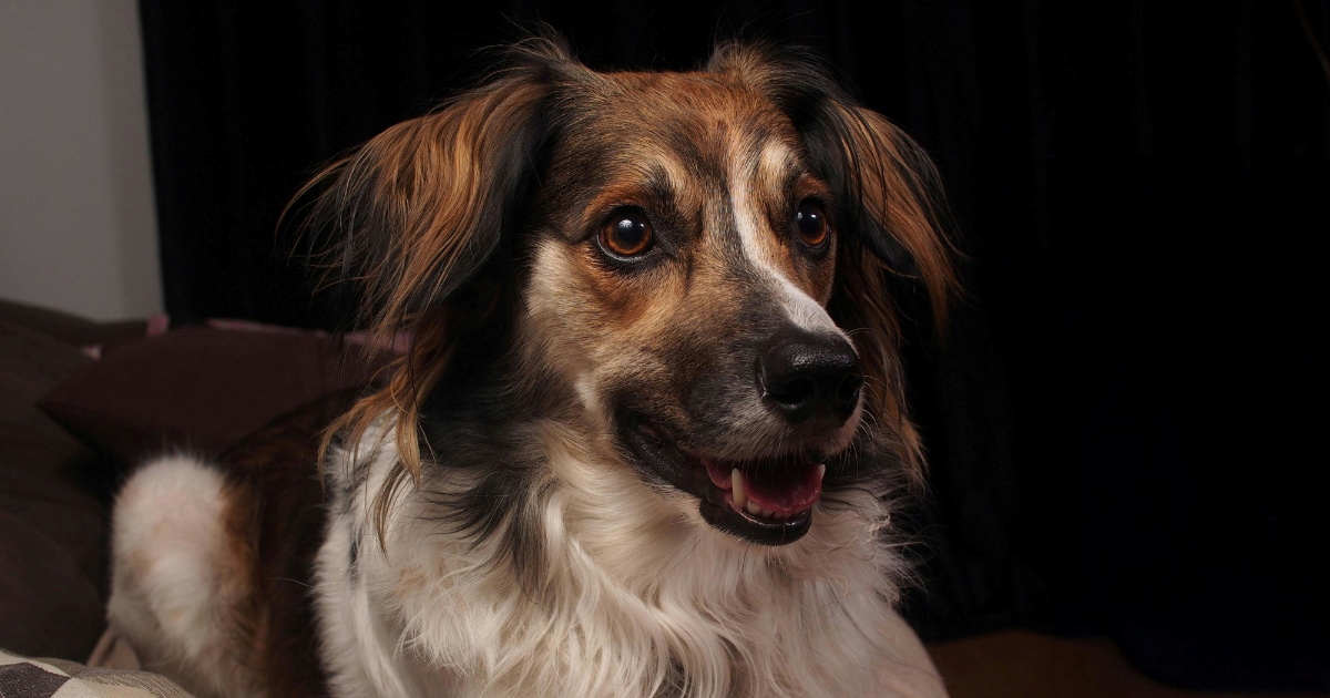 Kako psa naučiti na život u stanu?