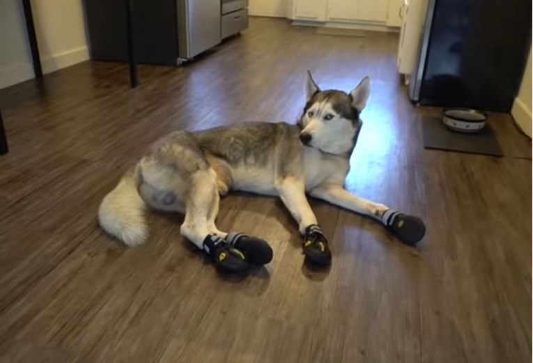 Haski je prvi put obuo papuče za pse, nije bio oduševljen