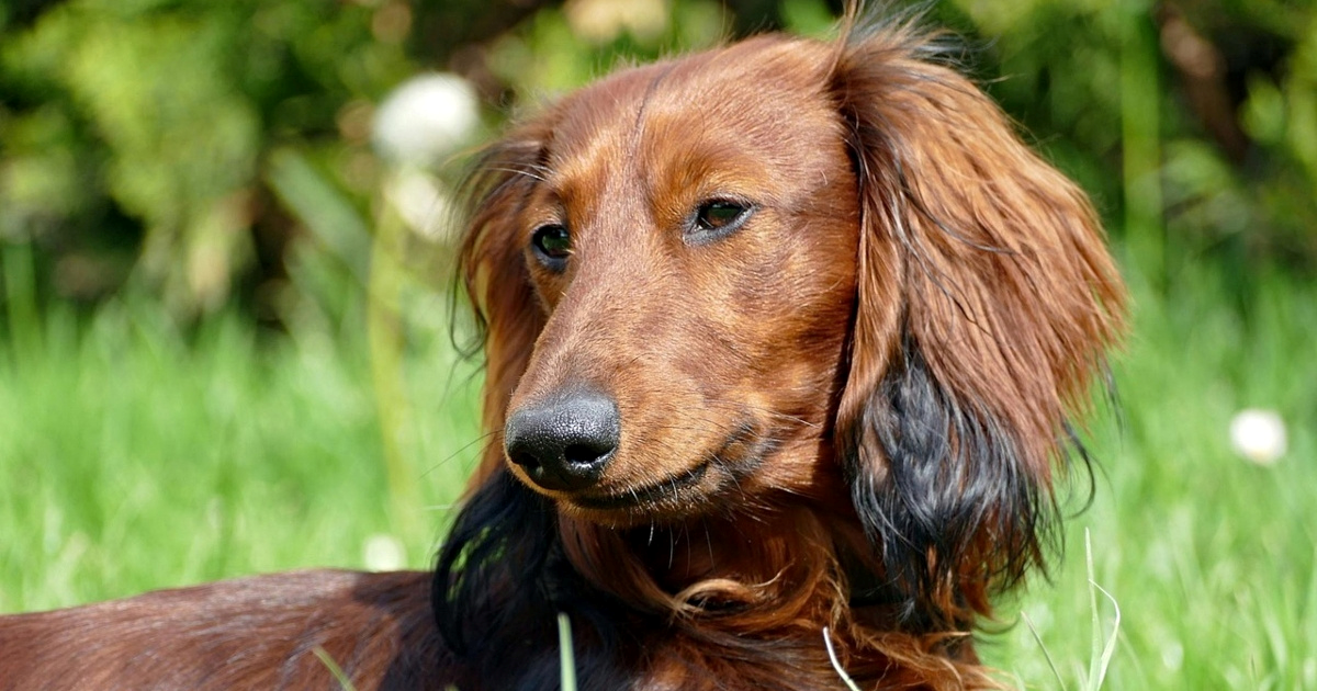10 pasmina pasa koje je najteže dresirati