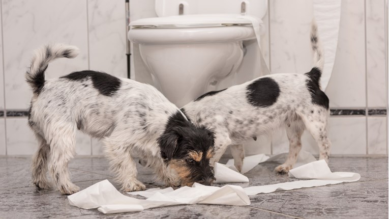 Saznajte četiri razloga zašto nas psi prate i u WC-u