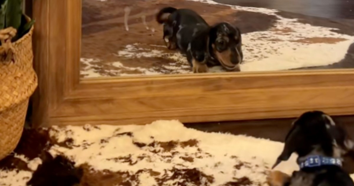 Rocky je mislio da ima suparnika u kući, a zapravo je gledao sebe