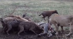 Lavica uhvatila zebru pa je okružile hijene, a onda se odjednom pojavio lav...