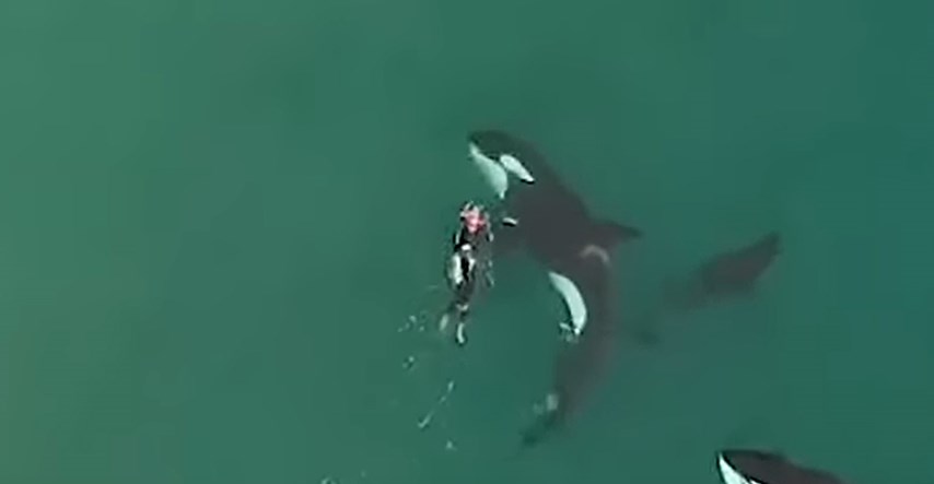 Možete li zamisliti da plivate uz kitove ubojice? Ova žena je to napravila