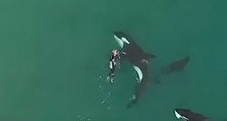 Možete li zamisliti da plivate uz kitove ubojice? Ova žena je to napravila
