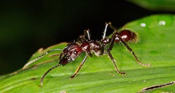 Ugrize li vas ovaj mrav, crno vam se piše!