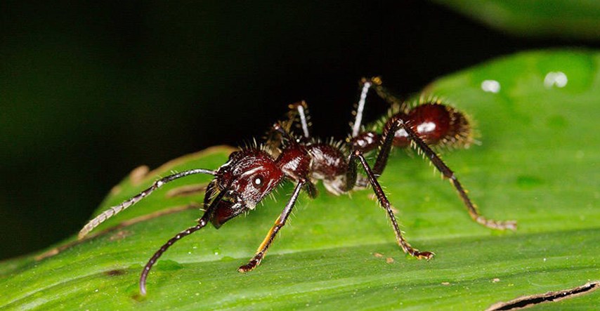 Ugrize li vas ovaj mrav, crno vam se piše!