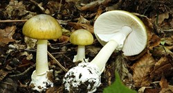 Osam osoba u Srbiji u teškom stanju zbog trovanja gljivama koje su kupili na tržnici
