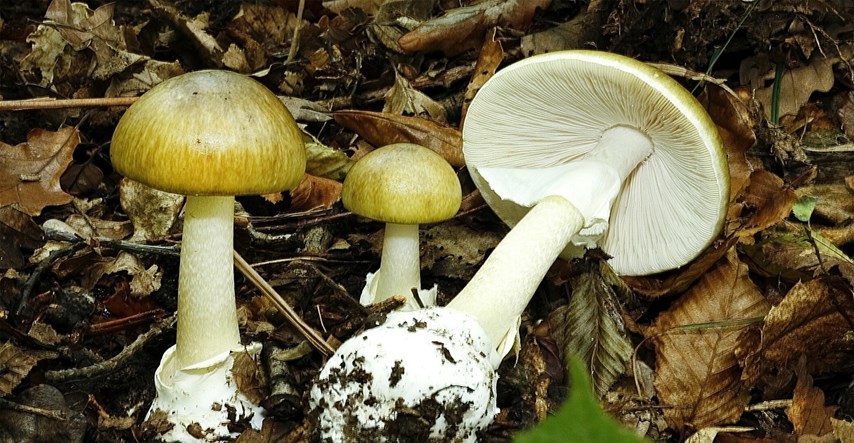 Osam osoba u Srbiji u teškom stanju zbog trovanja gljivama koje su kupili na tržnici