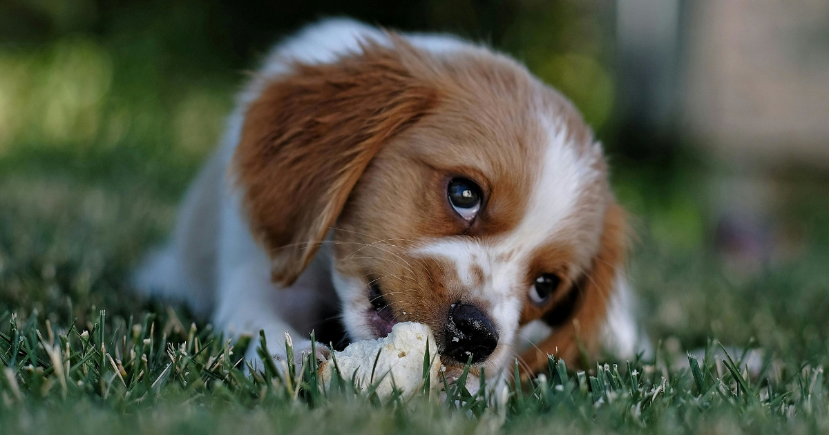 Najčešće pogreške novih vlasnika ljubimaca