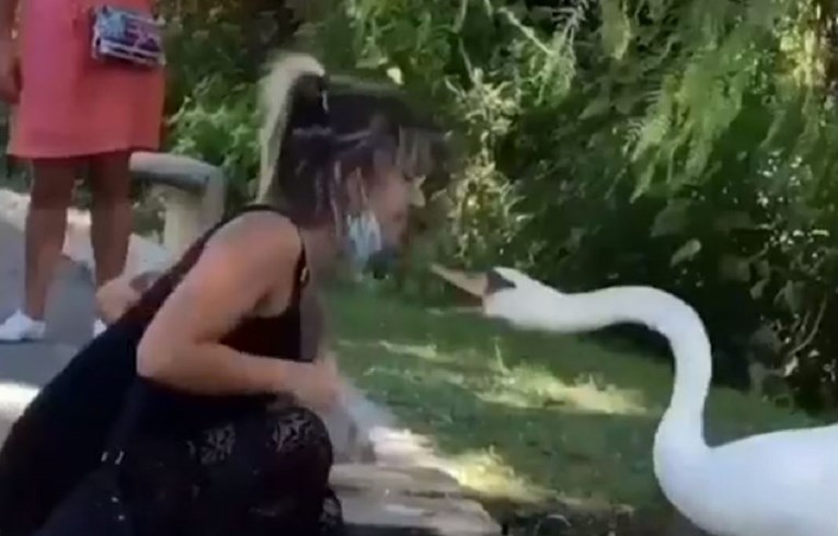 VIDEO Agresivni labud pokazao ženi kako se nosi maska, snimka postala hit