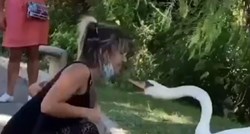 VIDEO Agresivni labud pokazao ženi kako se nosi maska, snimka postala hit