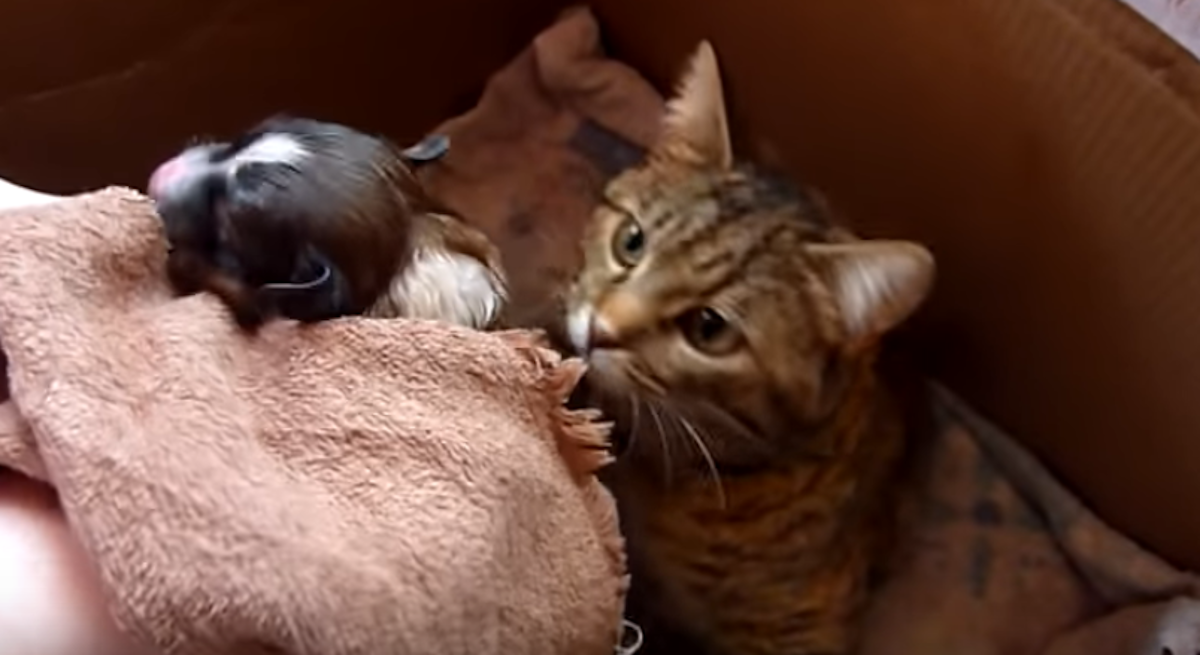 Psića napustila mama, no ova ga je maca prihvatila kao svoju bebu