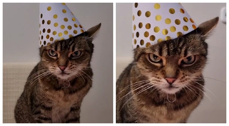 Vlasnici organizirali rođendansku proslavu namrgođenoj mački, ona ih "ubila" pogledom
