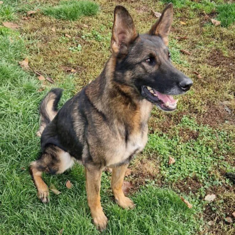 U Petrinji je nestala Zoe, čistila je Hrvatsku od mina