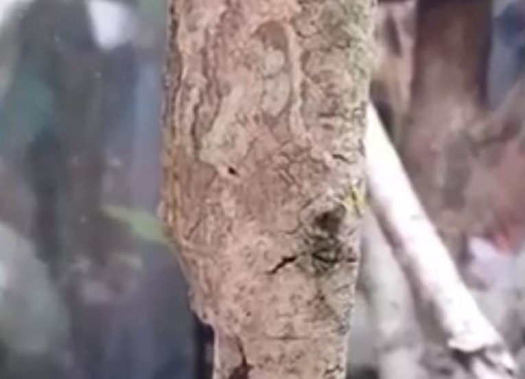 Možete li uočiti kamufliranu životinju na kori drveta?