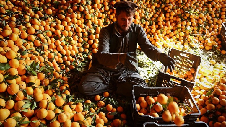 U Izraelu roboti beru voće i sprječavaju njegovo propadanje