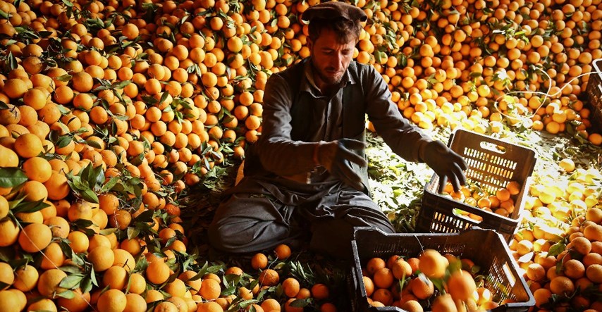 U Izraelu roboti beru voće i sprječavaju njegovo propadanje