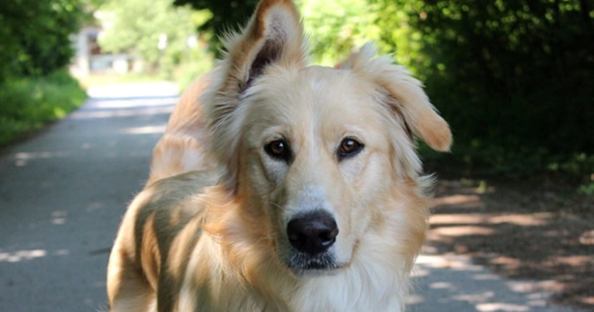 Bailey hitno traži novi dom. Poslušan je u šetnji, voli se maziti i pravi je šarmer