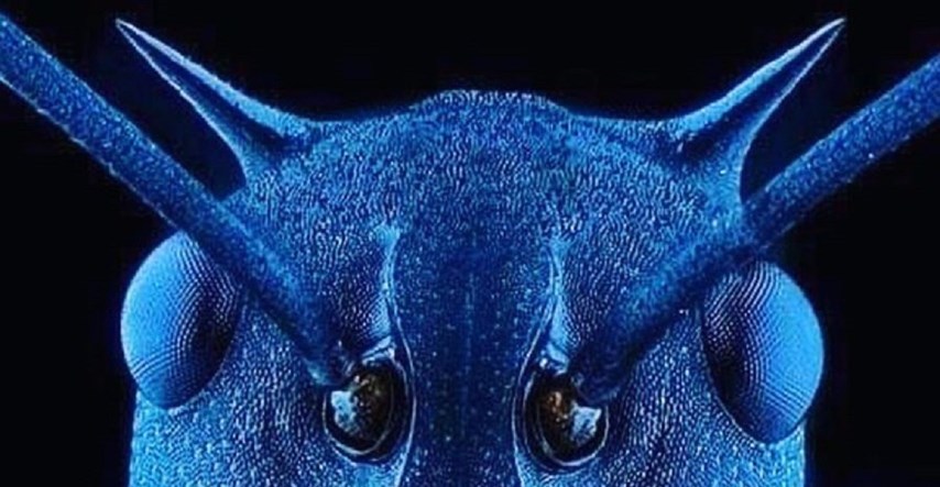 Nevjerojatne fotografije prikazuju kako obične stvari izgledaju pod mikroskopom