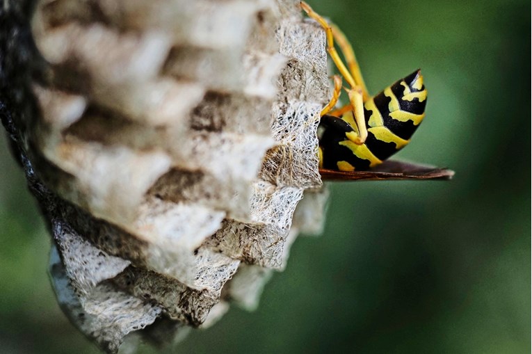 U Americi otkriveno radioaktivno osinje gnijezdo u bivšoj nuklearnoj tvornici