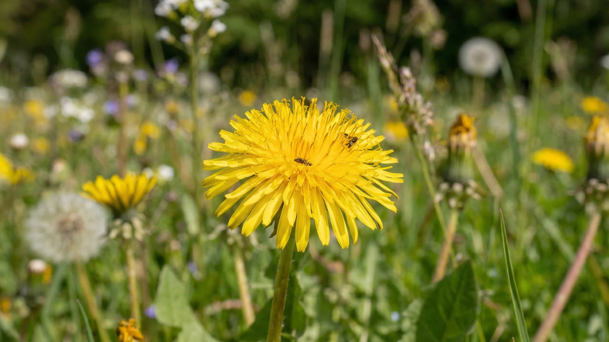 Livade su u proljeće pune jestivog bilja - znate li kojeg?