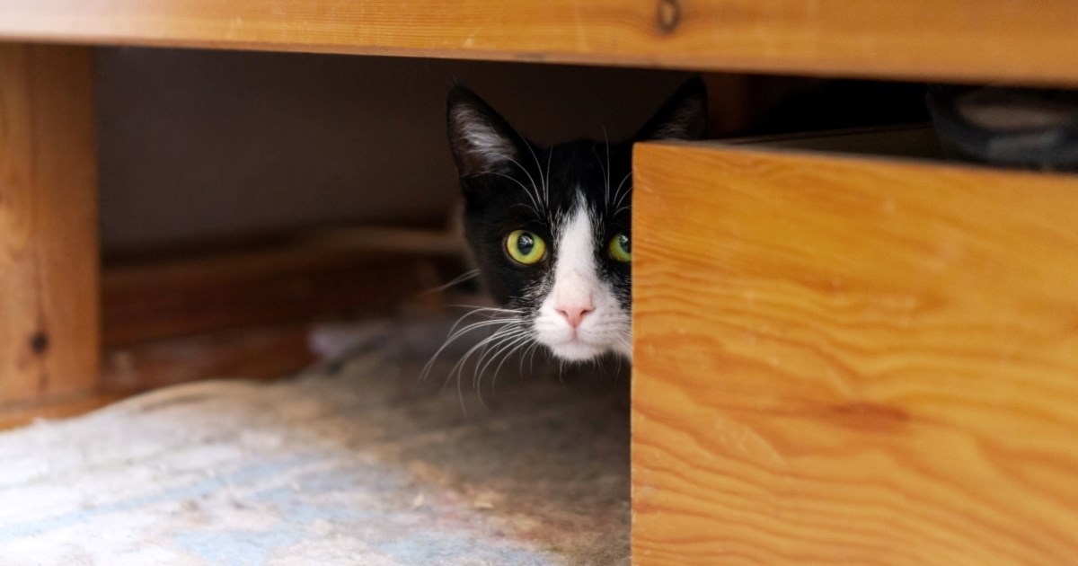 Zašto se mačke skrivaju?