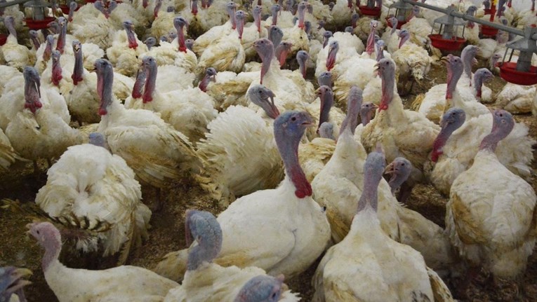 Na farmi purana u Slavoniji potvrđena ptičja gripa