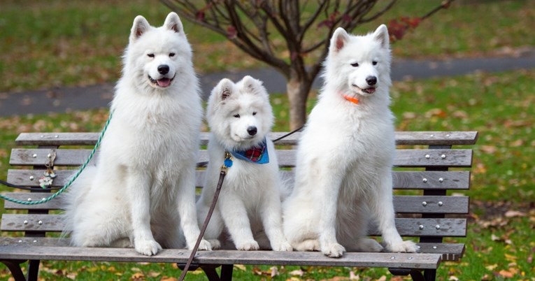 Osam činjenica o samojedima koje ih čine posebnima