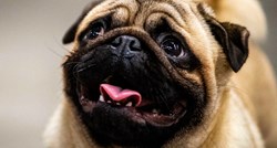 Mops iz Sjeverne Karoline prvi pas u SAD-u pozitivan na koronavirus