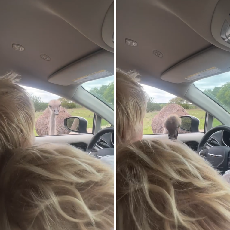 VIDEO Borisa Johnsona napao noj, njegova supruga sve snimila i objavila na Instagramu