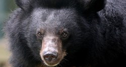 Izuzetno rijedak napad: Medvjedi ubili ženu u Coloradu