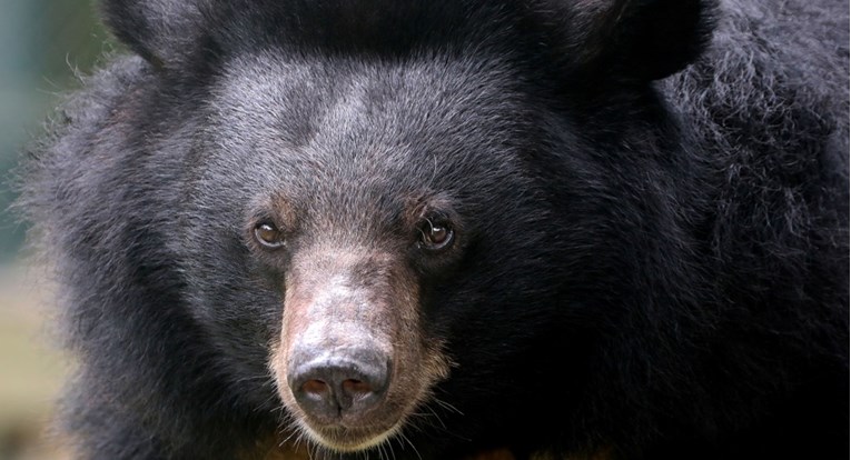 Izuzetno rijedak napad: Medvjedi ubili ženu u Coloradu