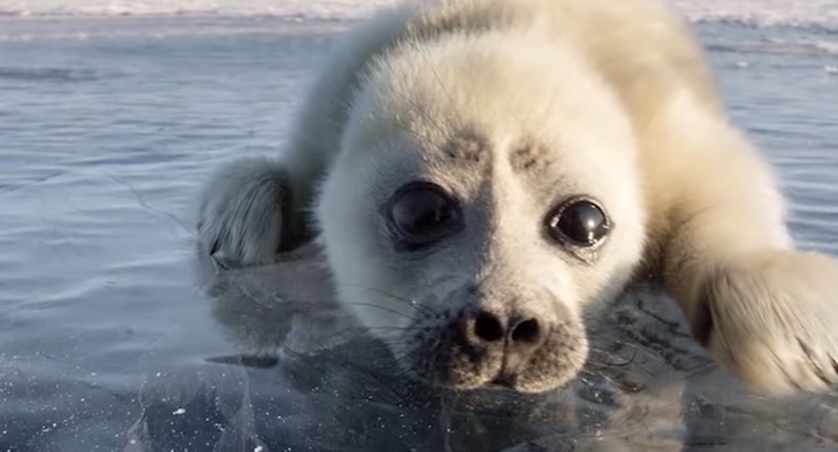 Divne priče i posebna povezanost sa životinjama uljepšat će svačiji dan