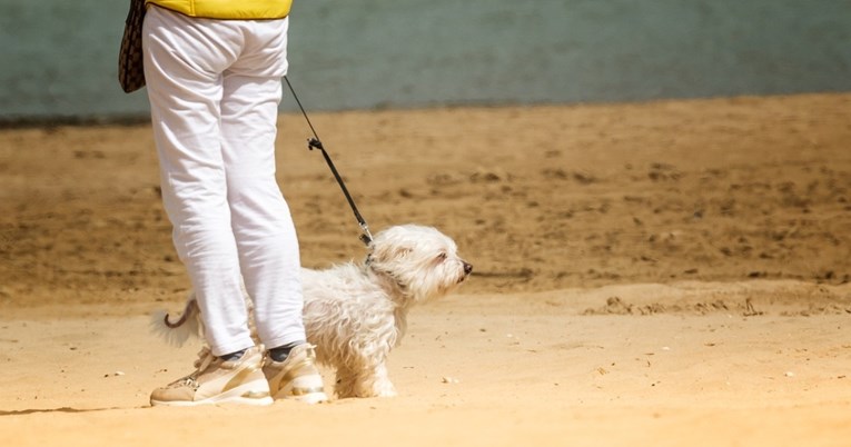 Koliko često treba šetati psa? Evo što kažu veterinari