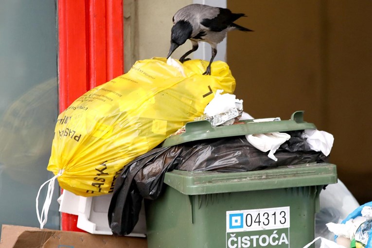Vrane uživaju u nepokupljenom smeću na ulicama Zagreba