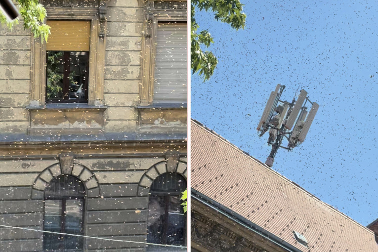 VIDEO Pogledajte veliki roj pčela iznad zagrebačke ulice