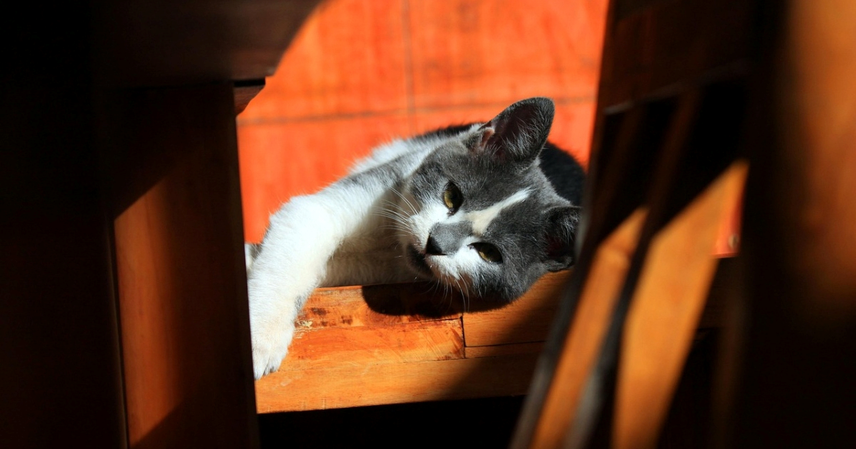 Suočite se s istinom: Vaša mačka vas ne treba