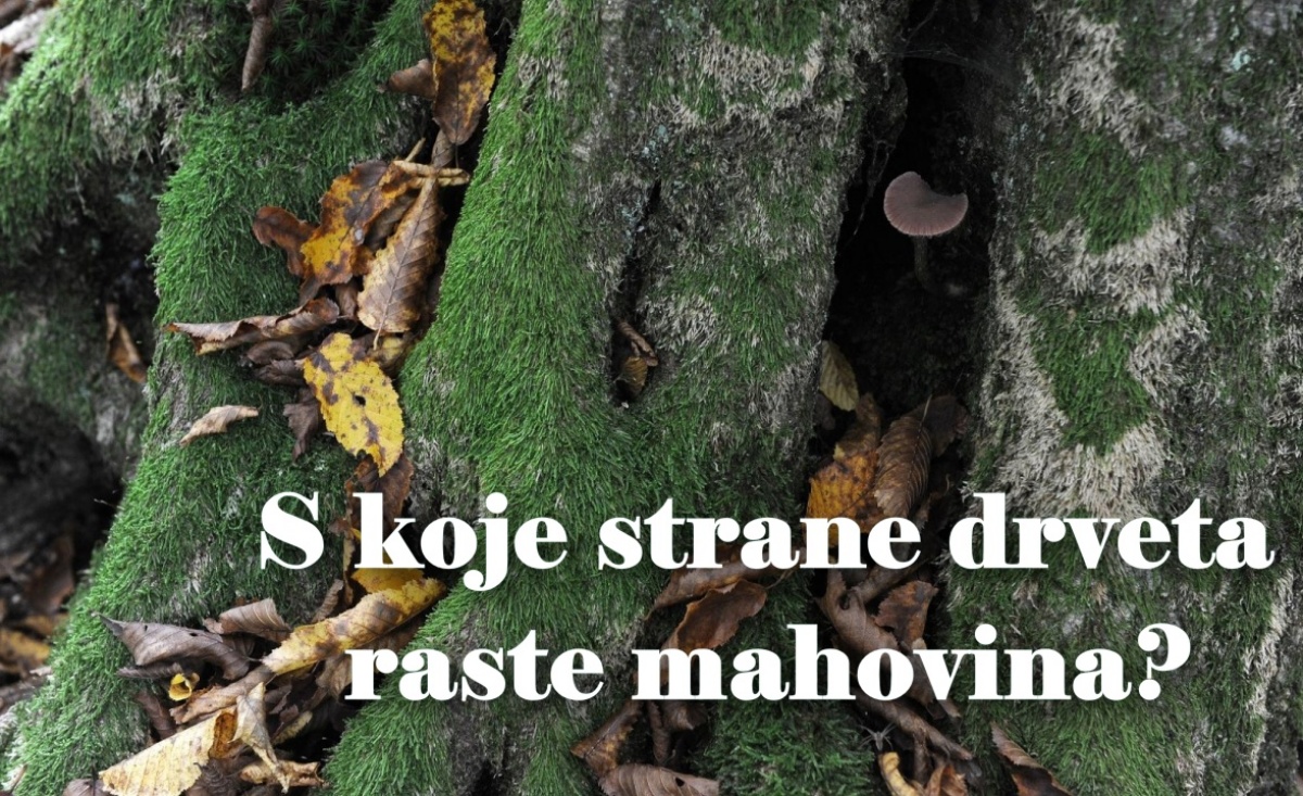 KVIZ Ako ne znate barem pola točnih odgovora, niste zasluženo završili osnovnu