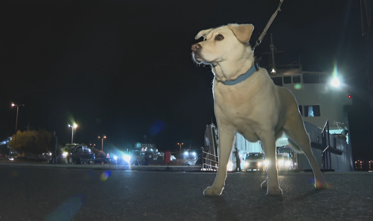 Otočani s velikim psima više ne smiju na katamaran: "Nemam ga kome ostaviti"