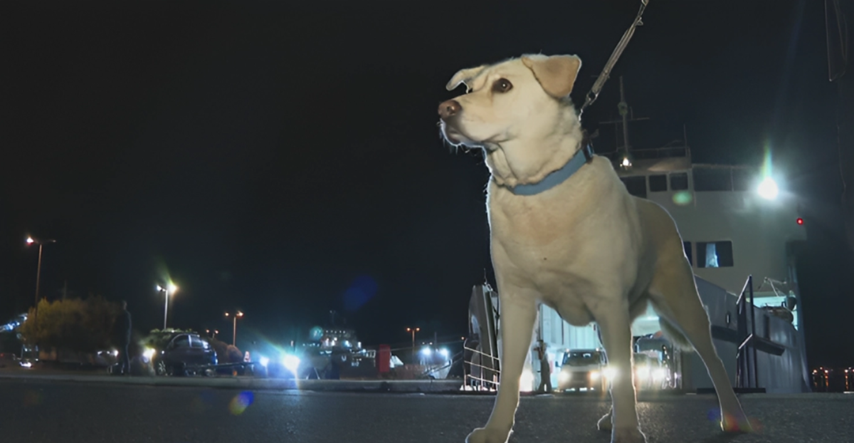 Otočani s velikim psima više ne smiju na katamaran: "Nemam ga kome ostaviti"