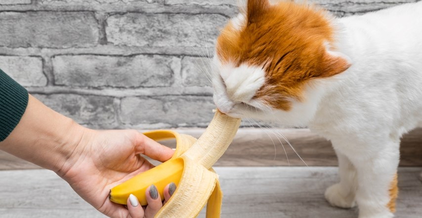 Smiju li mačke jesti banane? Da, ali pod jednim uvjetom