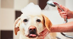 Ako se vaš pas ne voli kupati, vjerojatno radite ove greške