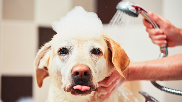 Ako se vaš pas ne voli kupati, vjerojatno radite ove greške