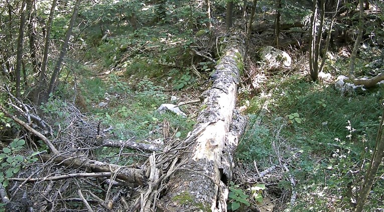 Može li vas nasamariti ptica? Ako je riječ o šojki, odgovor je: "Da"