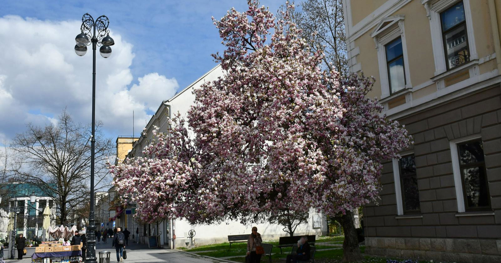 FOTO I VIDEO Magnolija iz Slavonskog Broda stara 91 godinu u punom je cvatu 😍