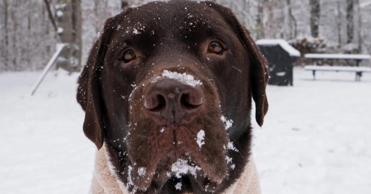 Ovaj labrador će vam popraviti dan. Otkrio je sanjkanje i ne želi stati