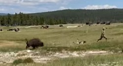 VIDEO Cura se spotaknula i pala dok ju je ganjao bizon, genijalno se snašla