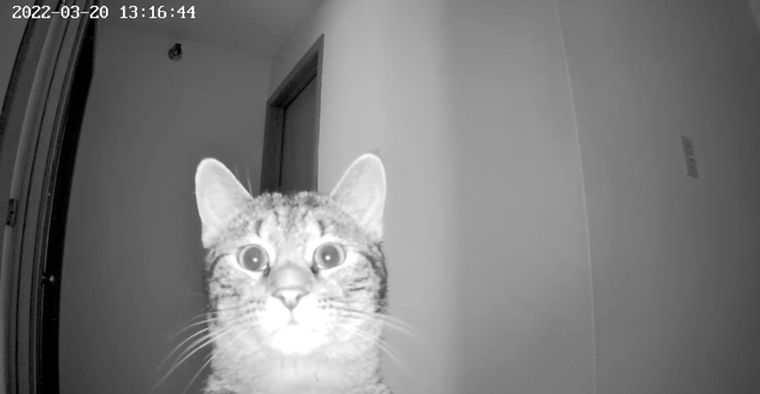 Mačka pronašla skrivenu kameru i šokirala se shvativši da je vlasnik špijunira